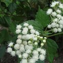 Eupatorium rugosum fleur
